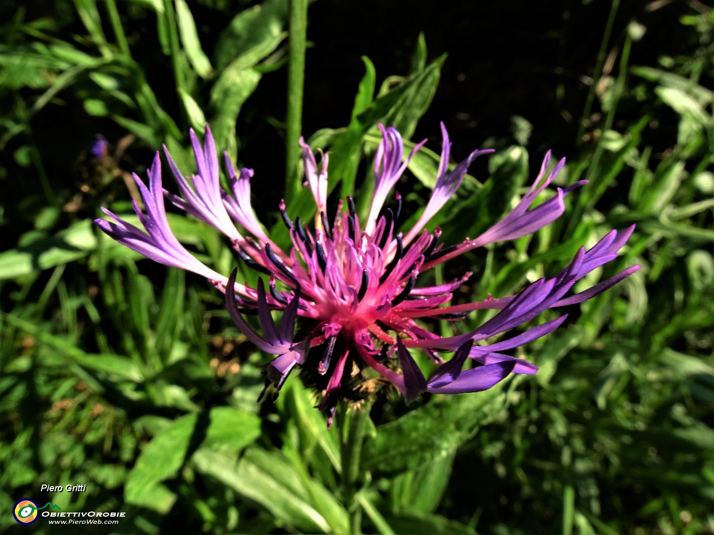 15 Centaurea triumfettii (Fiordaliso di Triumfetti).JPG